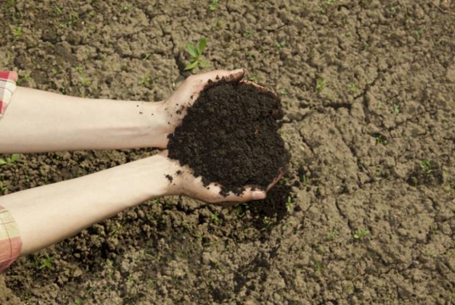 Fertilizer Sales